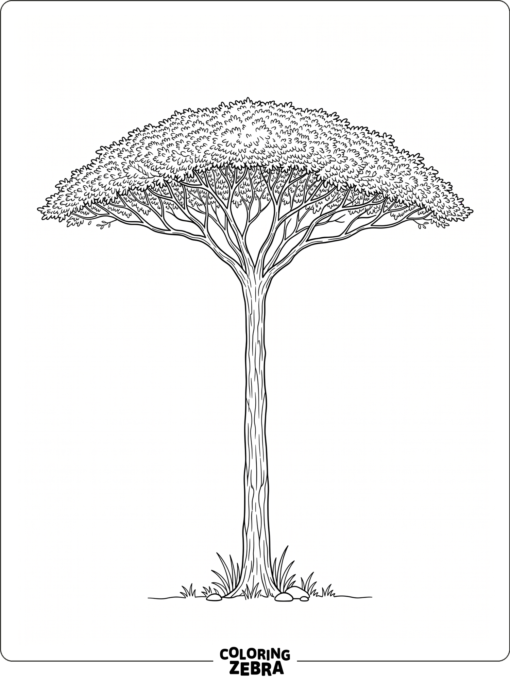 An acacia tree with a flat canopy and long trunk