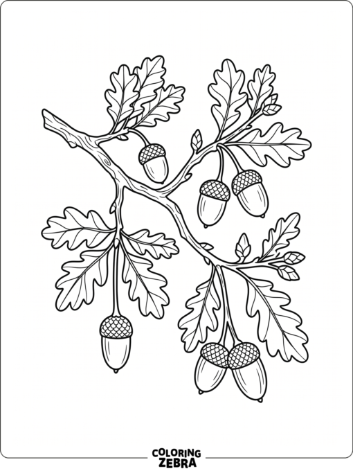 An oak branch with hanging acorns