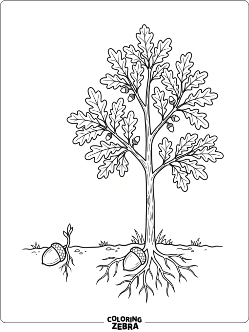 A young oak tree growing from an acorn