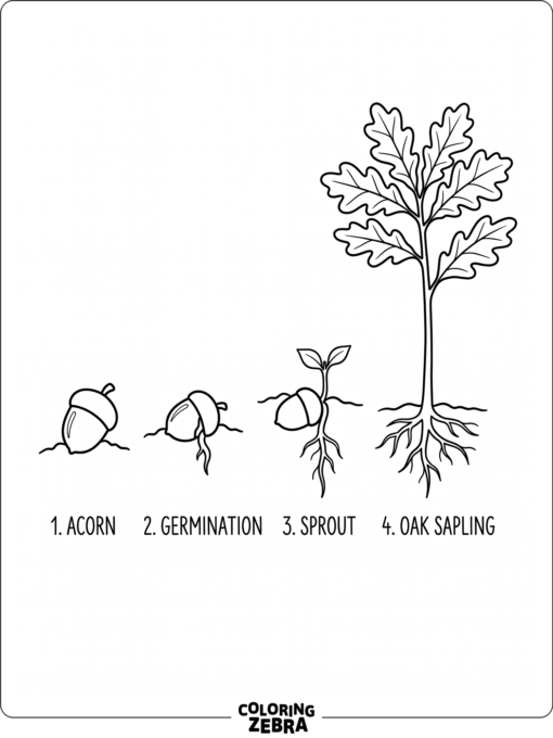 Three acorn growth stages in a simple row