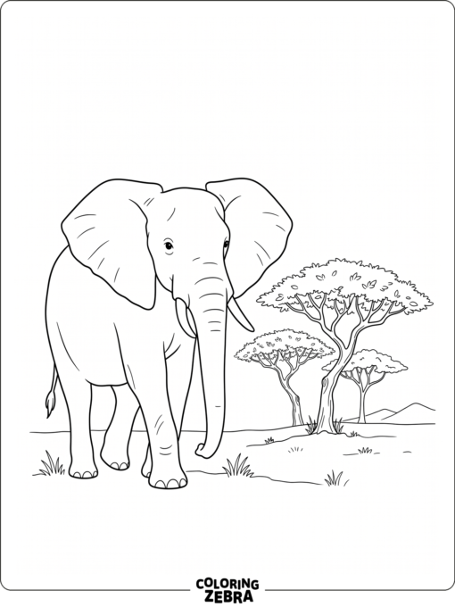 An African elephant near acacia trees