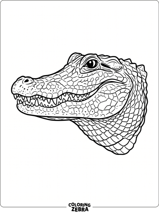 An alligator head with textured scales and sharp teeth