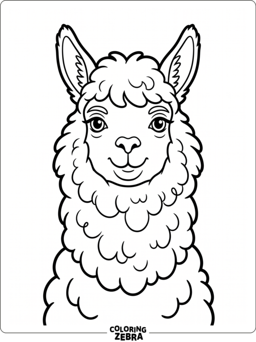 A front-facing alpaca portrait with fluffy fur and a calm face