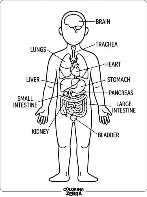 Un esquema del cuerpo humano con los órganos