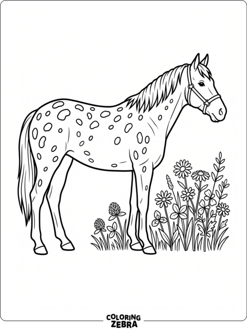 A spotted Appaloosa horse stands by wildflowers