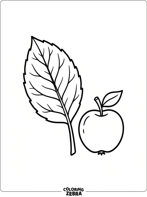 An apple leaf beside a small apple