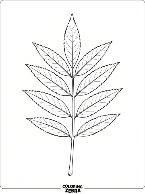 An ash leaf with slim leaflets on one stem