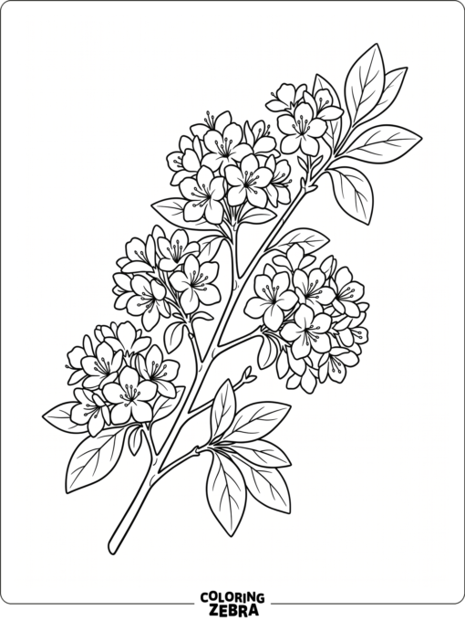 An azalea branch with clustered blossoms and leaves