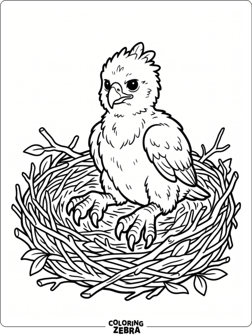 A baby harpy eagle sitting in a nest