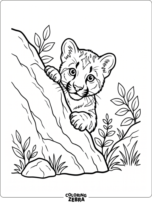 A baby mountain lion peeking over a rock