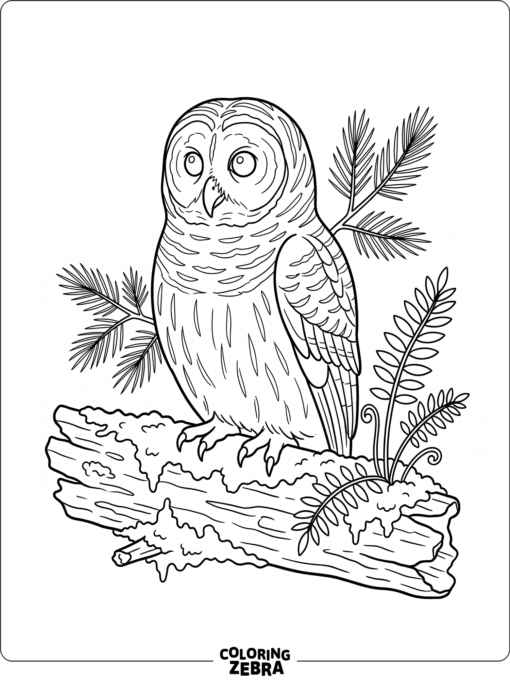 A barred owl sitting on a mossy log