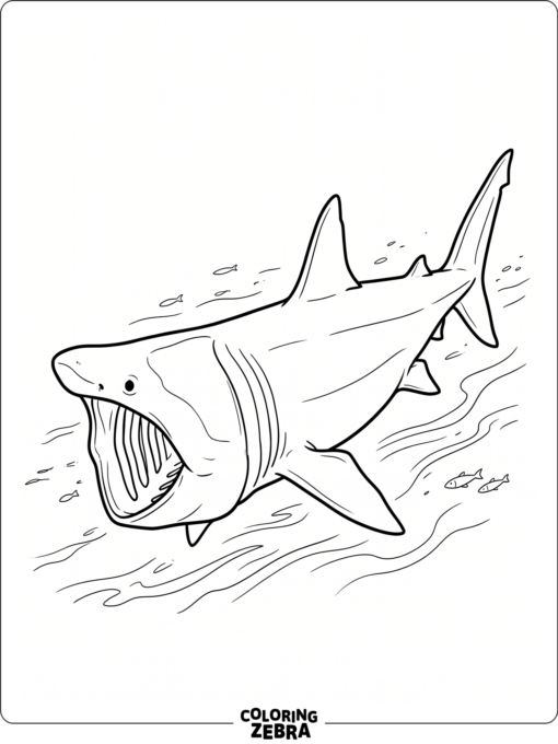 A large basking shark glides through open sea water
