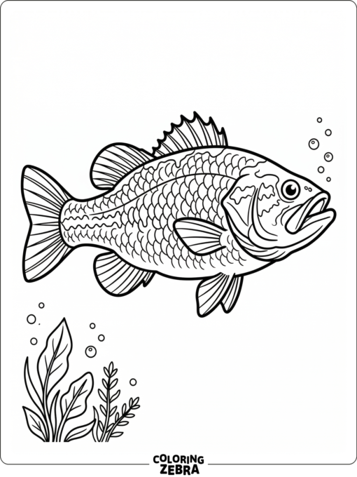 A realistic bass fish shown in profile