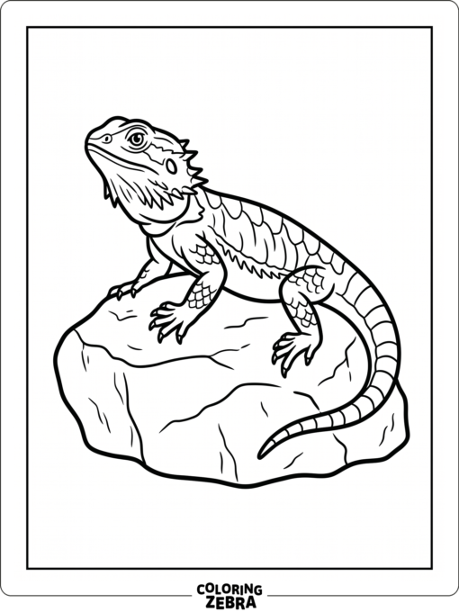 A bearded dragon perched on a stone with a plain background