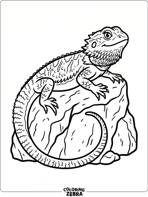 A bearded dragon on a rock with its tail curled below