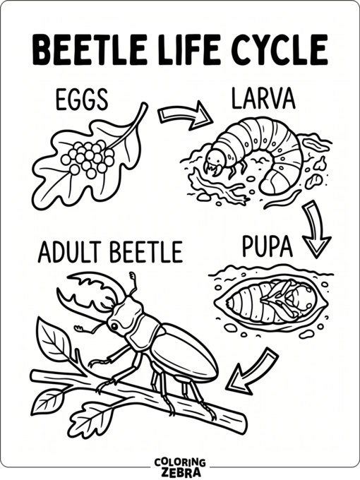 The beetle life cycle from eggs to adult