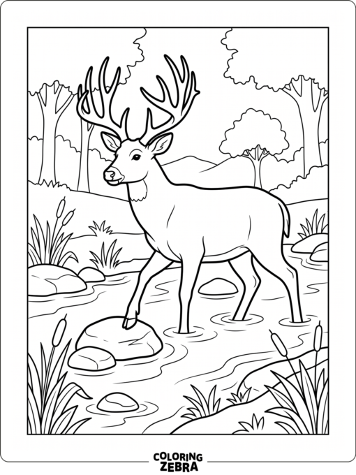 A big buck crossing a stream with reeds