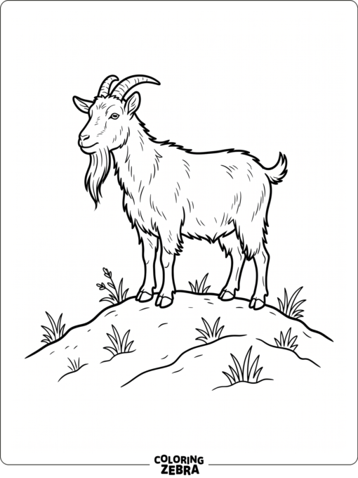 A billy goat with a long beard on a hill
