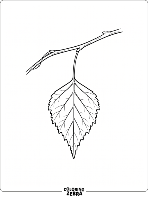 A birch leaf on a narrow twig