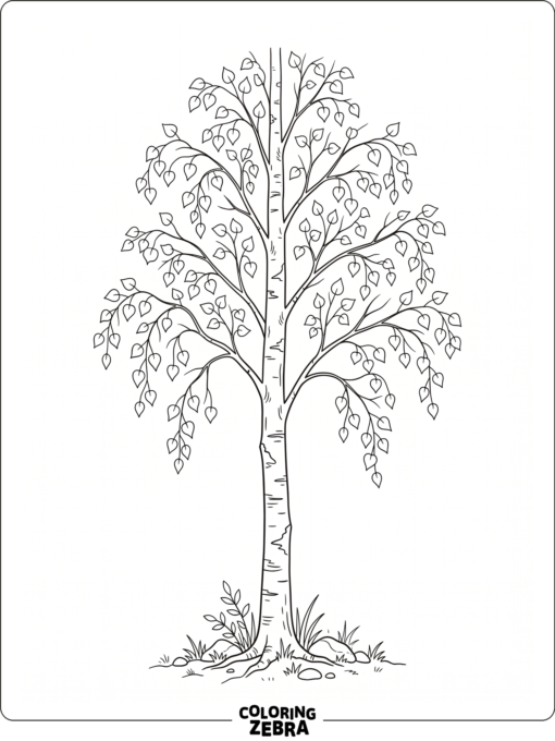 A birch tree with white bark and thin branches