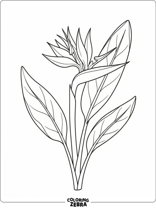 A bird of paradise flower with bold petals and long leaves