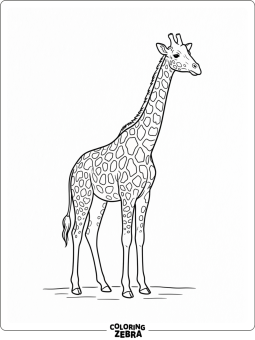 A black and white giraffe standing on blank ground