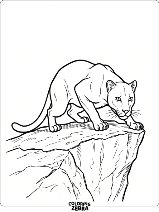 A black panther crouching on a stone