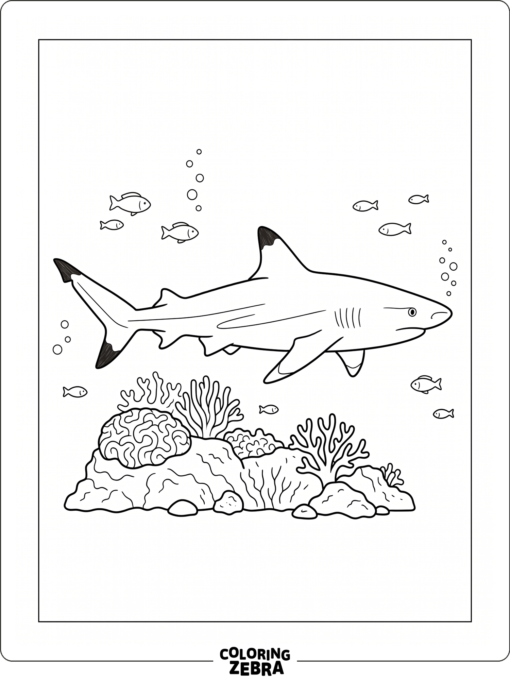 A black tip reef shark gliding over coral
