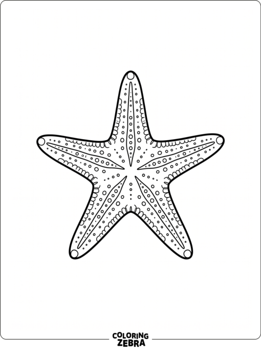 A blank starfish shape with lots of open space