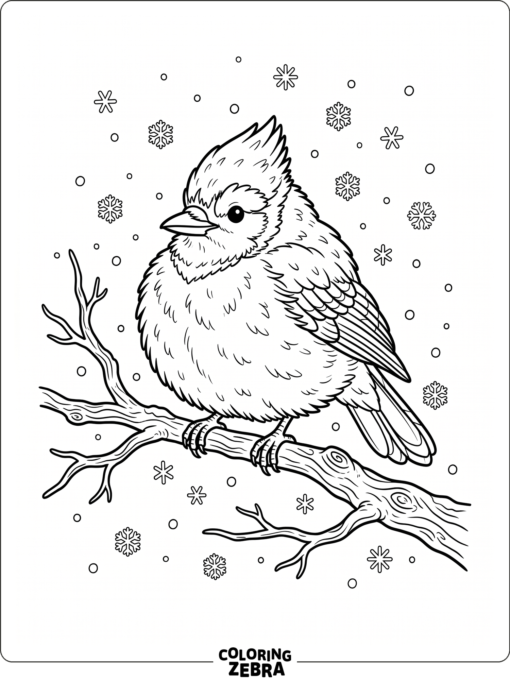 A blue jay on a bare branch in winter