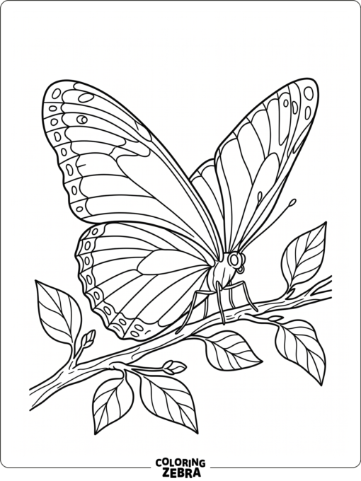 A blue morpho butterfly with open wings
