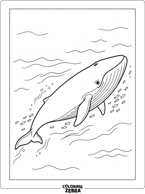 A blue whale swimming past small fish