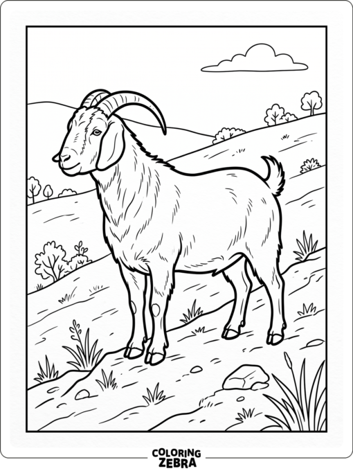 A boer goat standing on a hillside