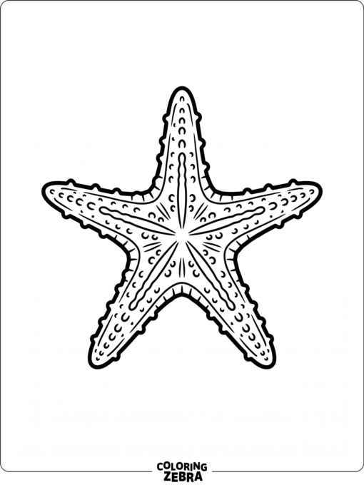 A bold line starfish with a plain background