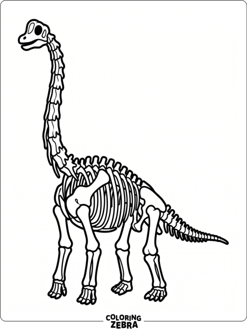 A brachiosaurus skeleton stands on a clean white background