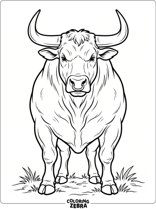A front view bull with broad shoulders and horns