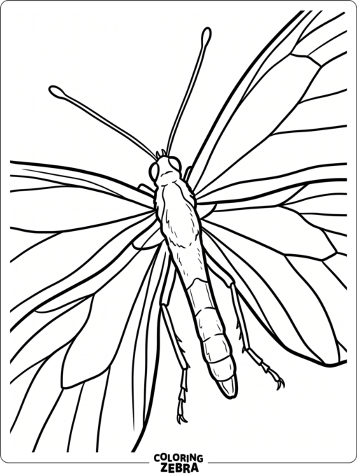 A butterfly body with antennae and legs