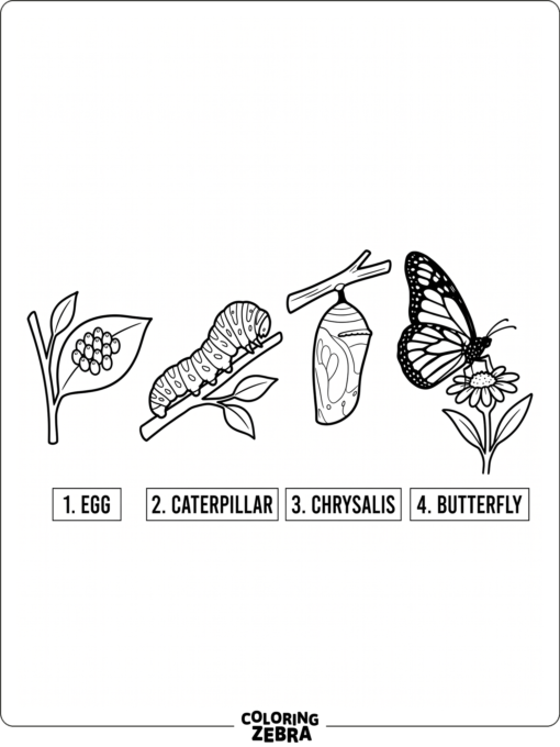 A butterfly life cycle shown in four stages