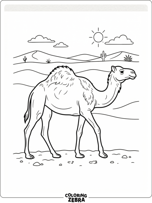 A camel hump shown in side view with a desert line behind it