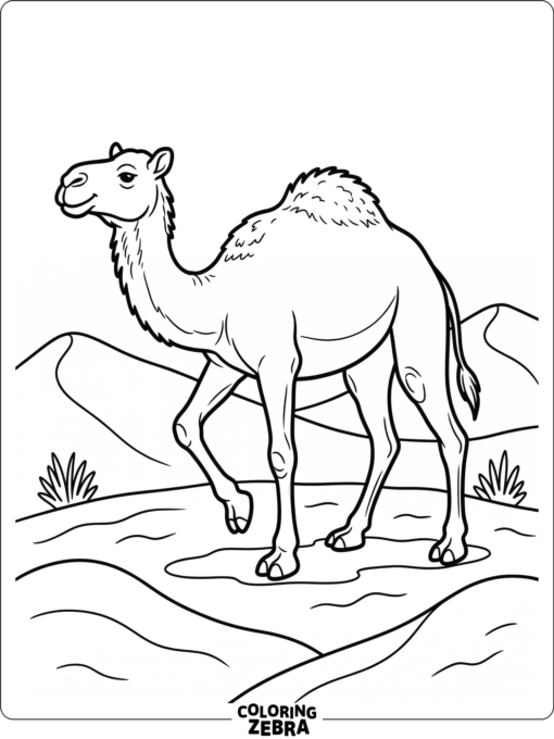 A camel walking across the desert sand