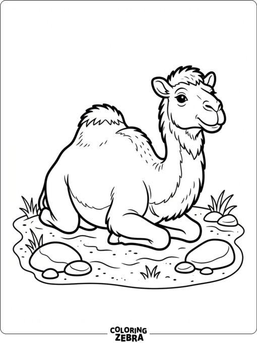 A camel resting on sand beside a few small stones