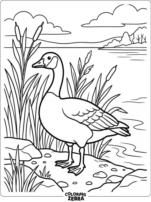 A Canada goose standing in tall grass by the water