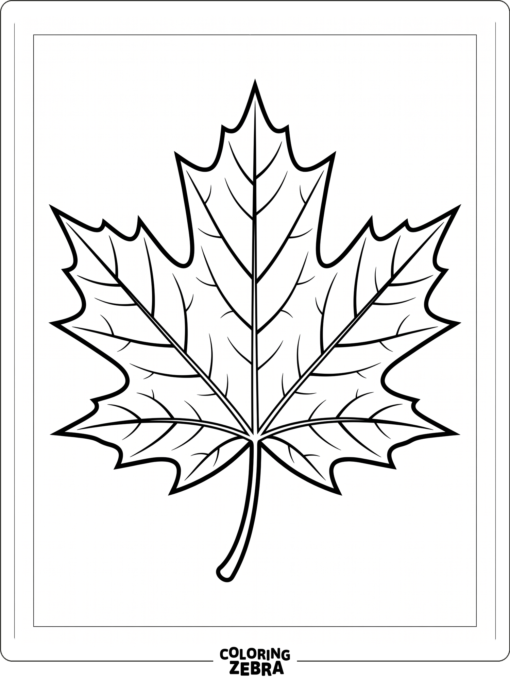 A maple leaf with crisp pointed edges