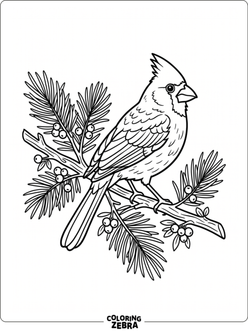 A cardinal perched near pine needles and berries