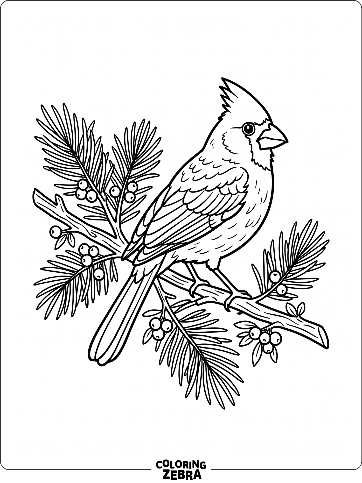 A cardinal perched near pine needles and berries