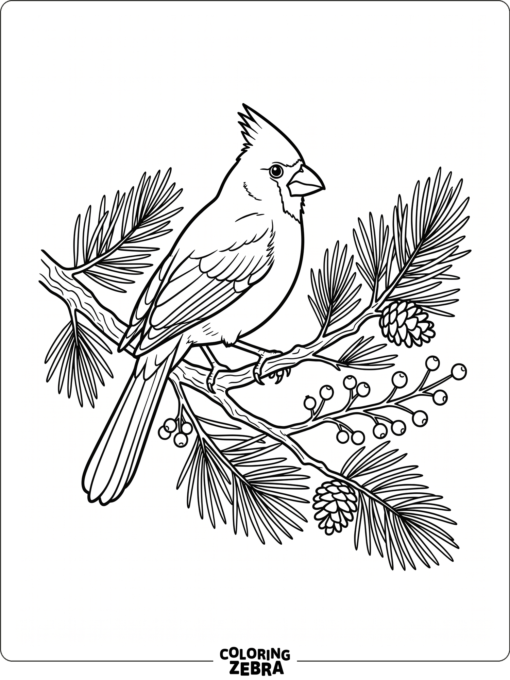 A realistic cardinal perched on a pine branch