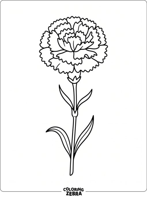 A carnation stem with a ruffled bloom