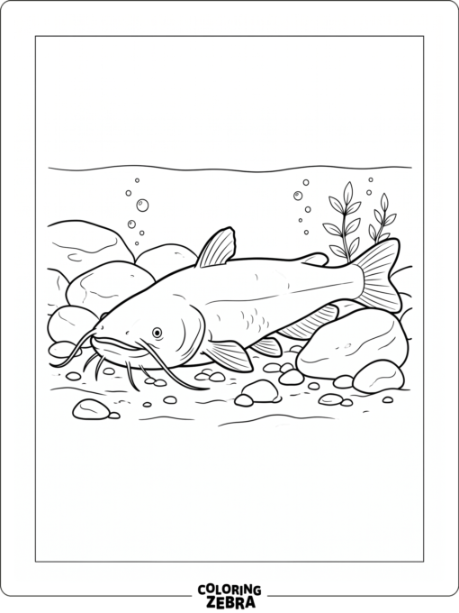 A catfish resting near stones on the river bottom