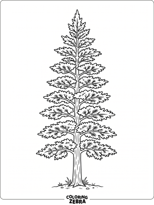 A cedar tree with layered branches