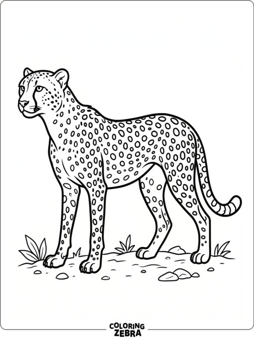 A cheetah body filled with clear spots